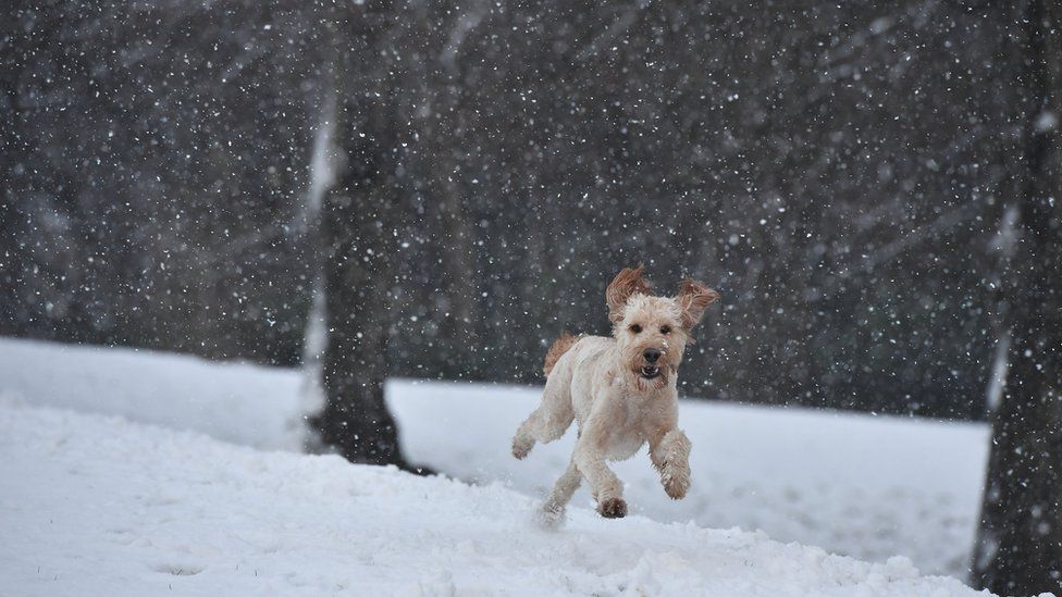 Dog running through snow