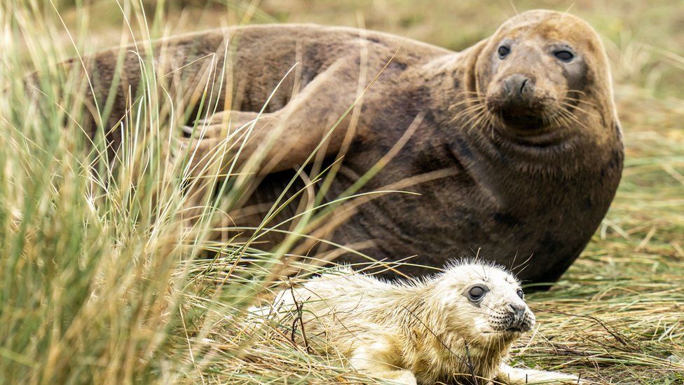 Pup and its mother