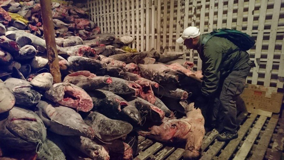 A handout photo made available by Ecuador's Ministry of Environment shows protected species found inside a Chinese ship that was intercepted in the Galapagos Islands, Ecuador, 15 August 2017.