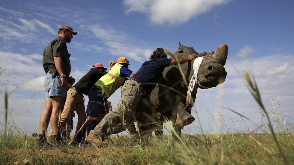 Workers attempt to bring a tranquillised black rhino to the ground before dehorning in an effort to deter the poaching of one of the world's endangered species, at a farm outside Klerksdorp, in the North West province, South Africa - Wednesday 24 February 2016