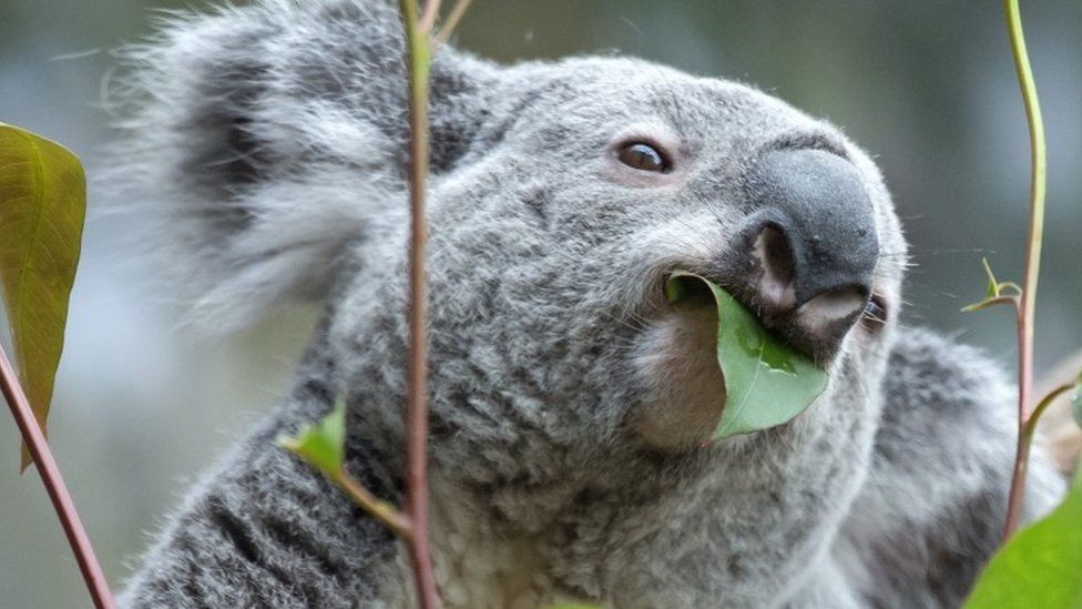 Oobi-Ooobi the koala