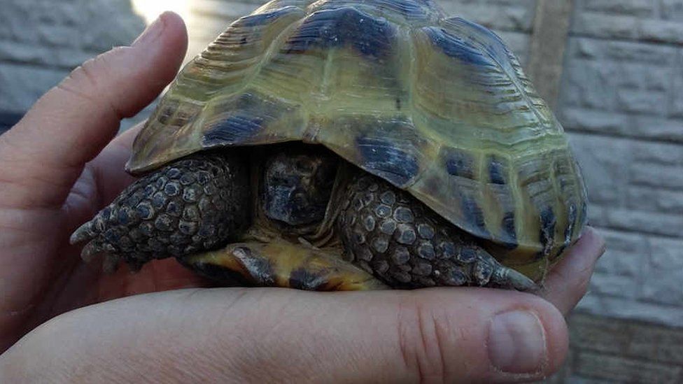 Tortoise stuck between Dudley homes leaves fire crew with painstaking ...