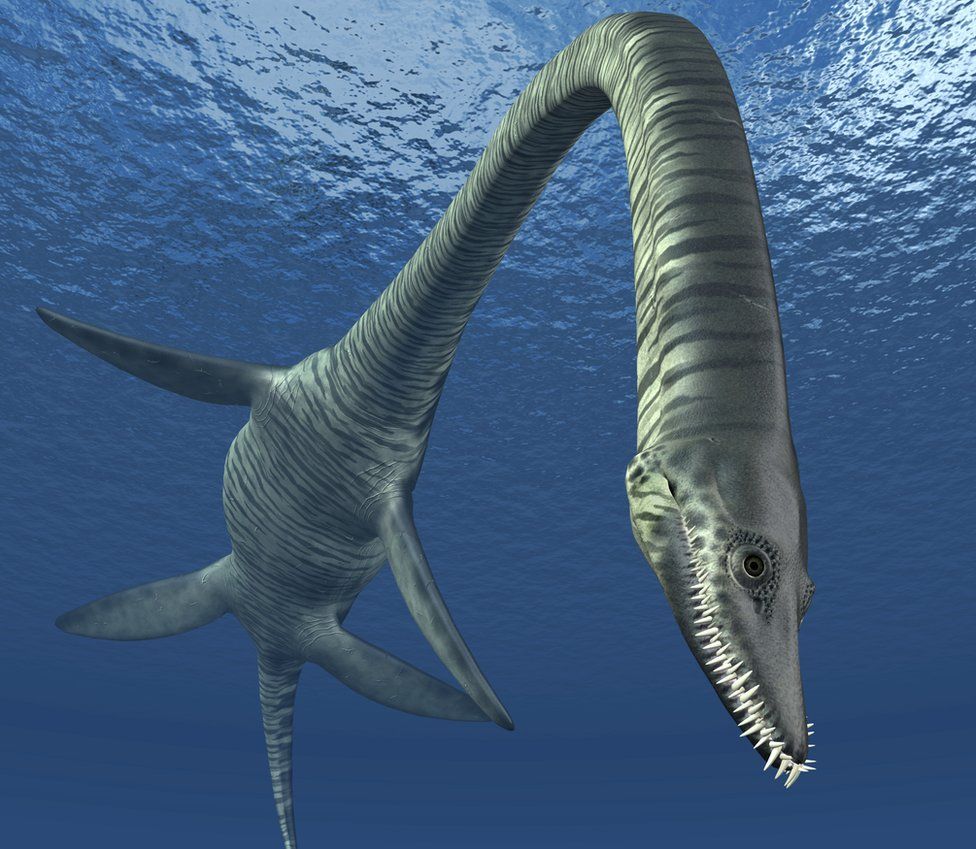 Cambridgeshire plesiosaur 'sea monster' could be 'new species' - BBC News