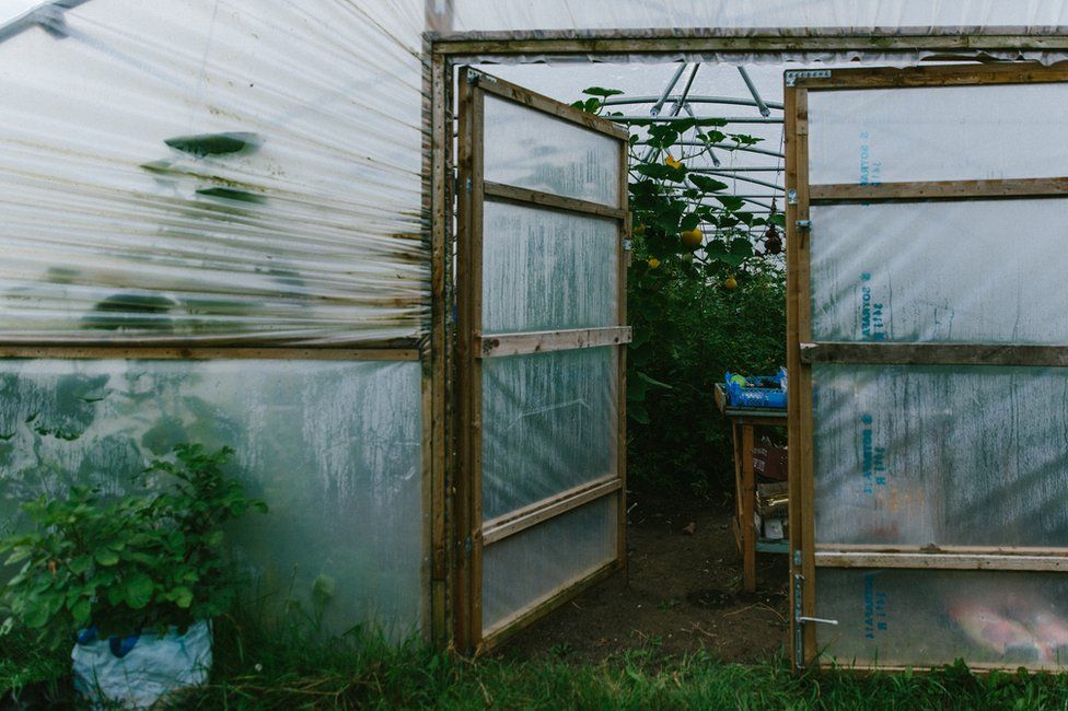 The entrance to the polytunnel with plants bearing fruit inside