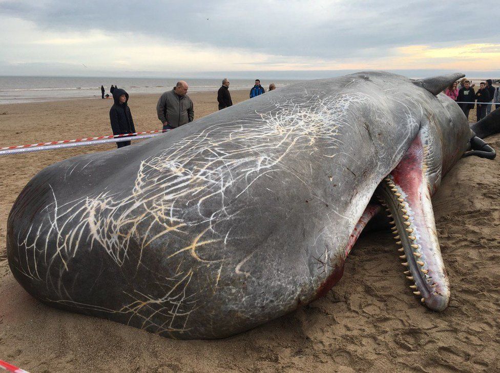 Dead sperm whale on beach