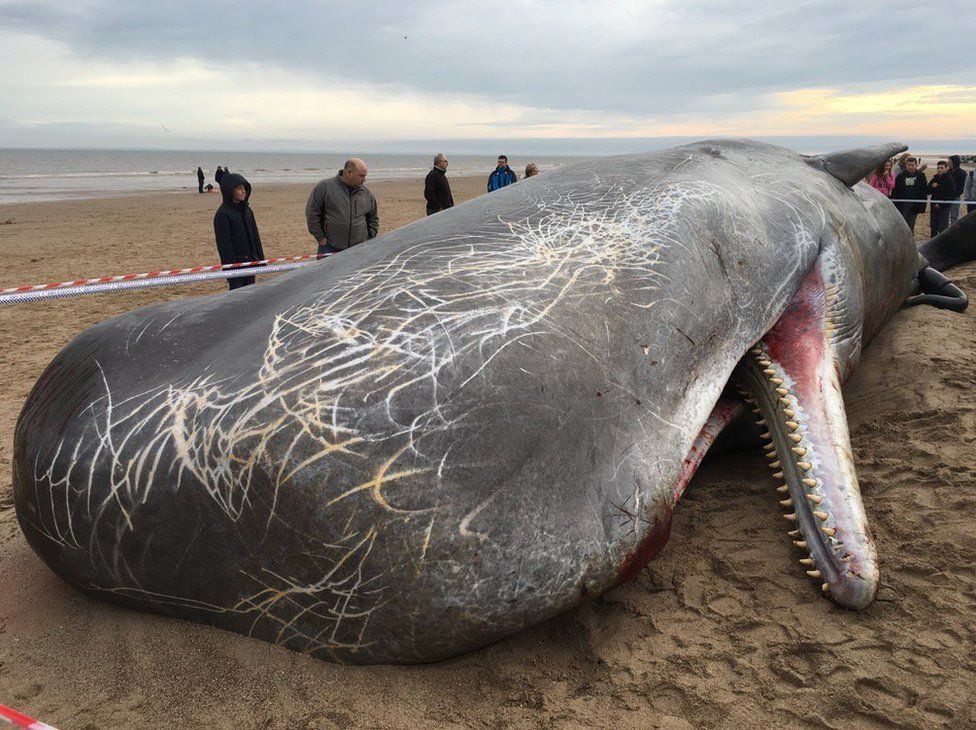 Sperm Whales Beached In Skegness Following Hunstanton Death Bbc News