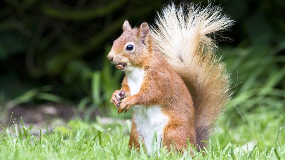 Squirrelpox spreads along Solway coast - BBC News