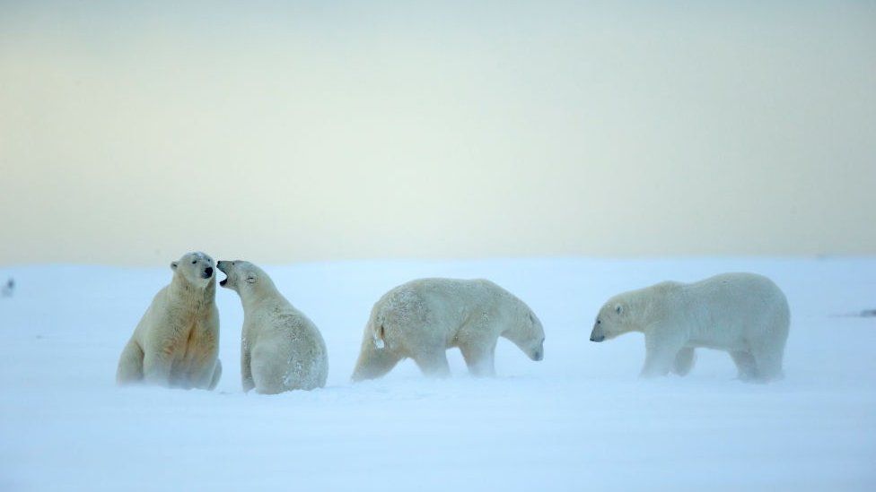 Polar bears in Alaska
