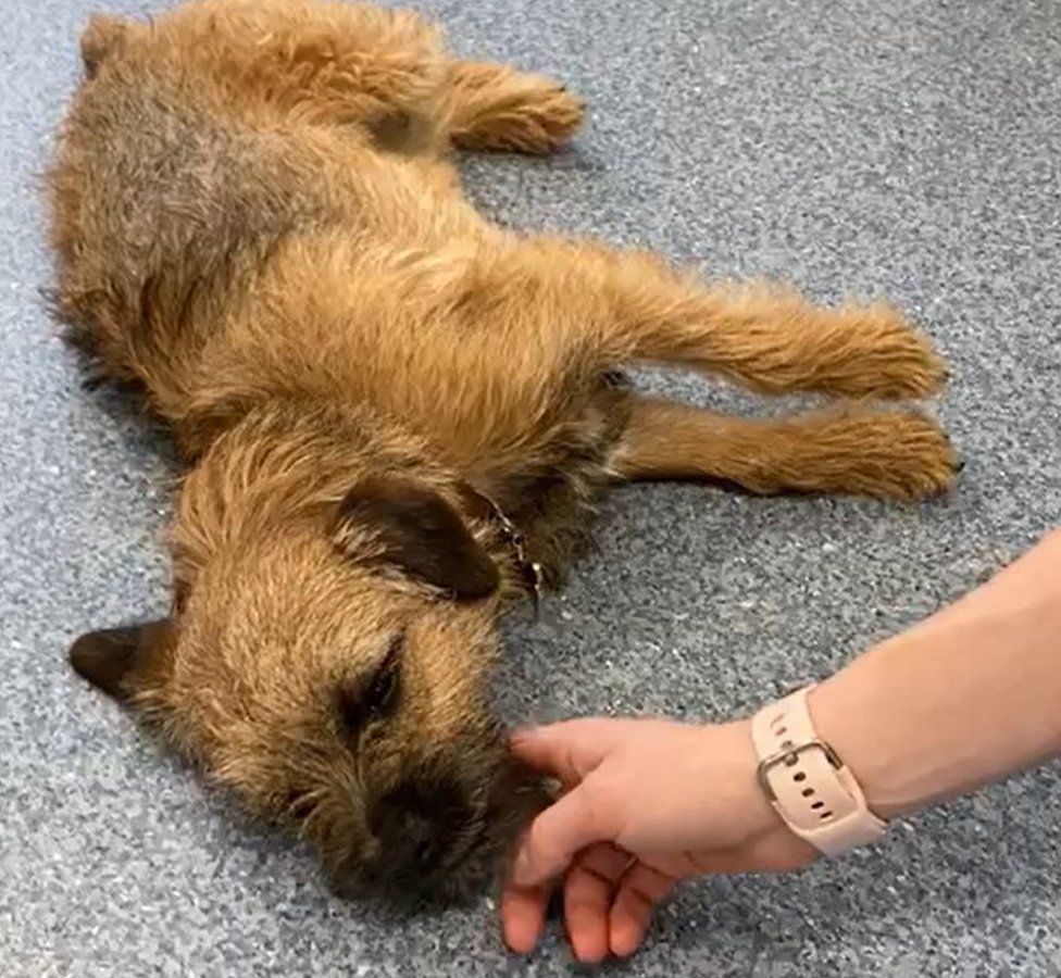 Border terrier Pringle believed to have eaten cannabis