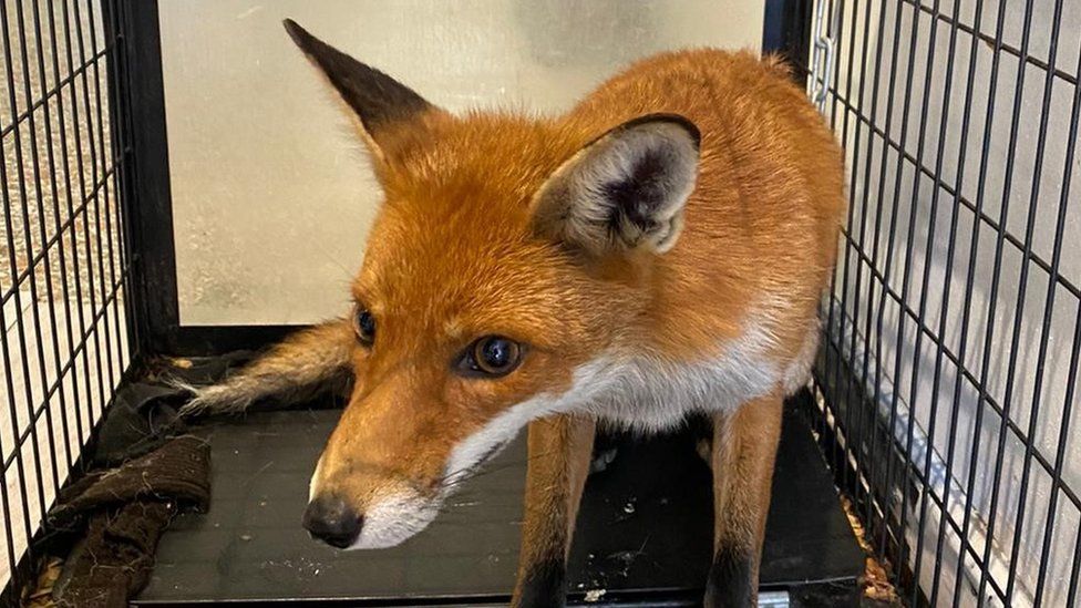 Fox found hiding in chewed up Portsmouth launderette - BBC News