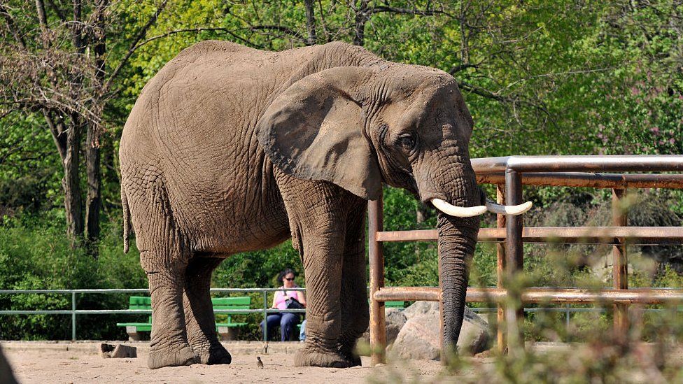 Research shows elephants could recognise their family by the smell of