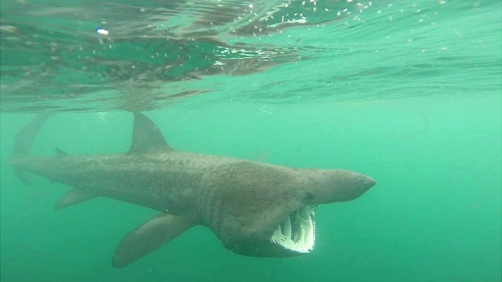 Basking shark by Craig Whalley