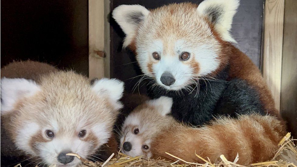 Longleat Safari Park red pandas
