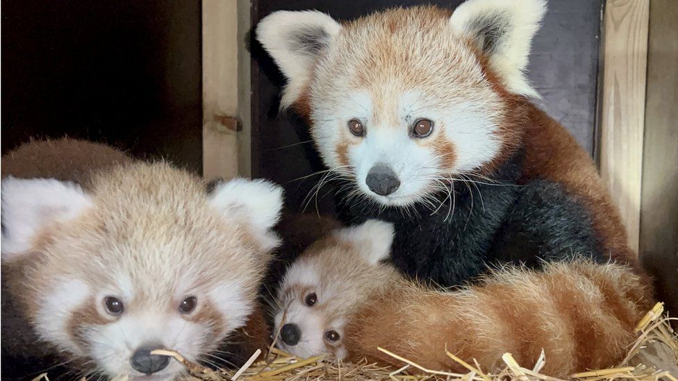 Twin red panda cubs born in Longleat breeding scheme - BBC News