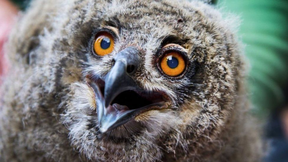 Wild owl - generic image