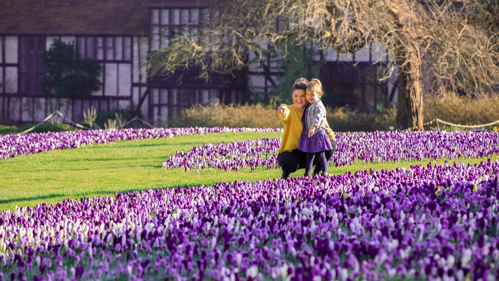 Woman and child enjoy crocuses at Wisley