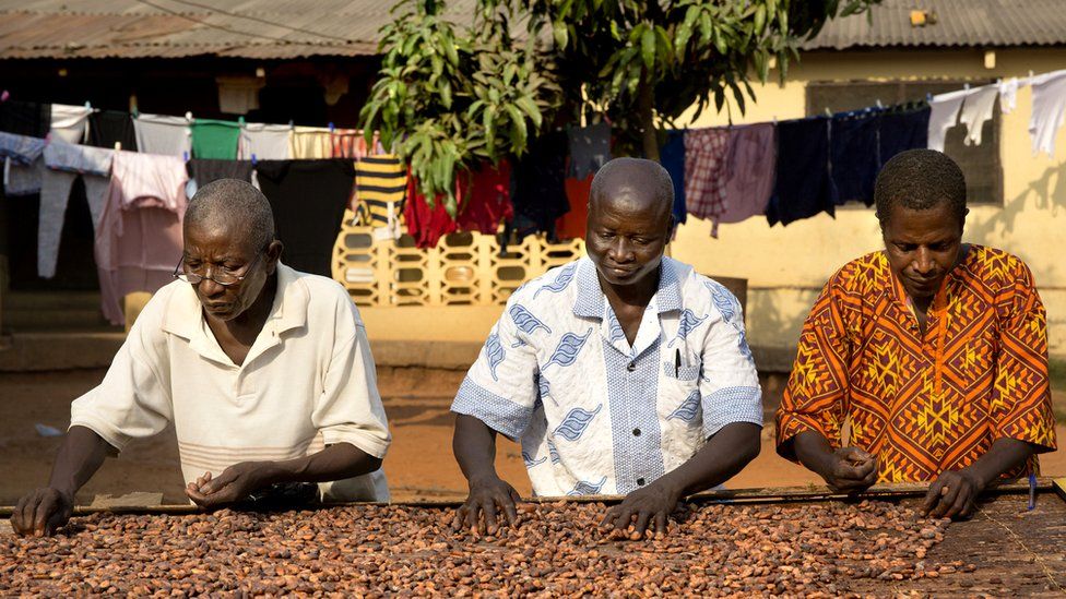 Cocoa beans drying