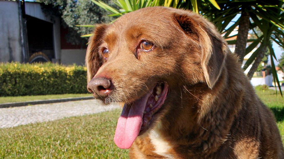 Bobi, world's oldest dog