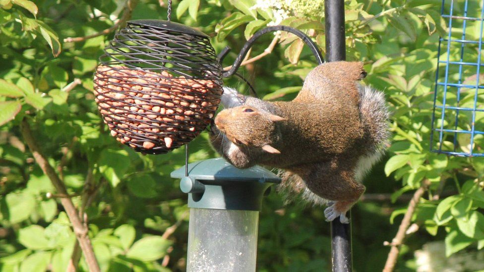 Squirrel stealing bird food, taken by Helen Stephens in her Newtown garden.
