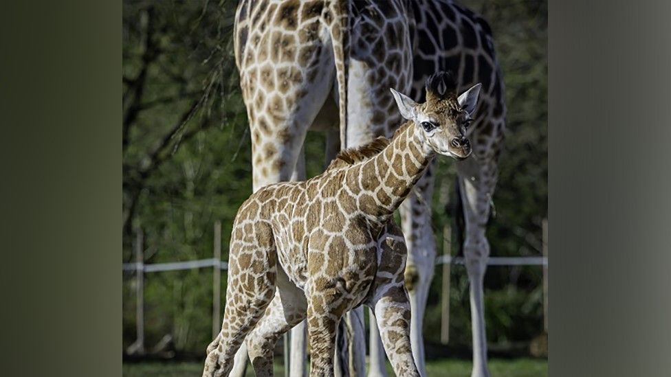 Rare Rothschild's giraffe Edie