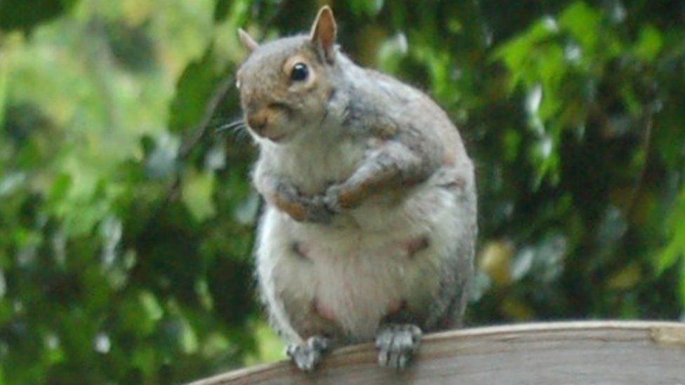 A grey squirrel