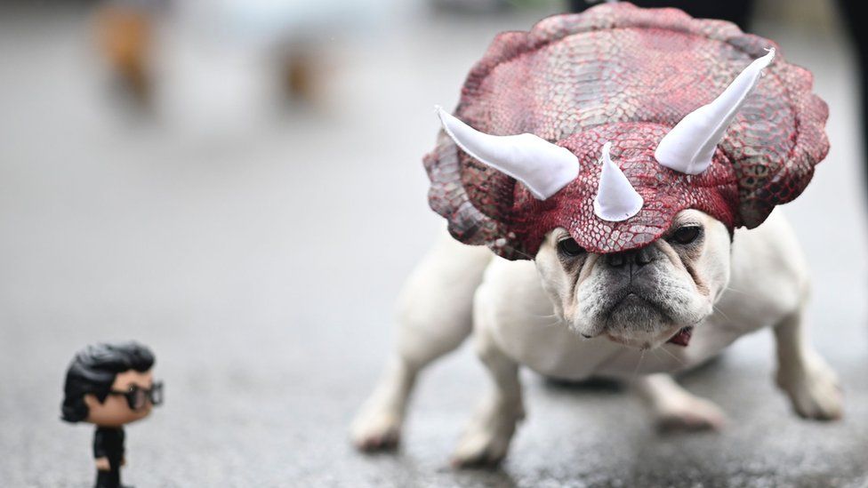 New York pet fashion show: Diva dogs in amazing costumes - BBC Newsround