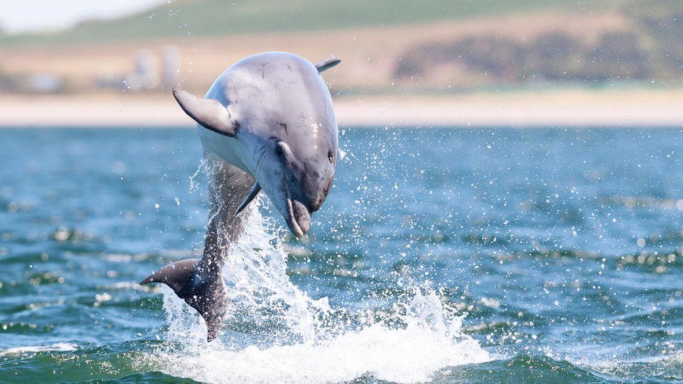 Dolphin in the Moray Firth