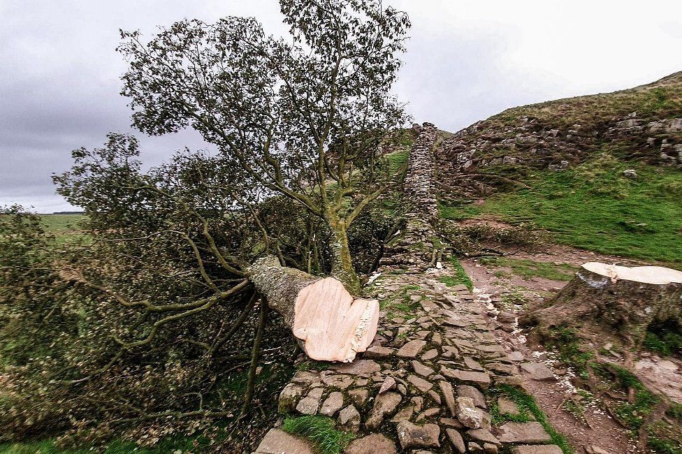 The toppled tree