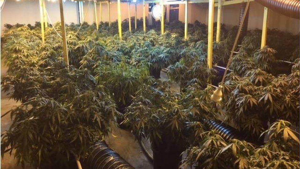 Sydney cannabis haul uncovers 'dangerous' power cable nest - BBC News