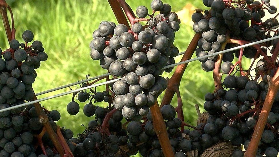 Ready to be picked - grapes at Gwinllan Conwy vineyard in north Wales