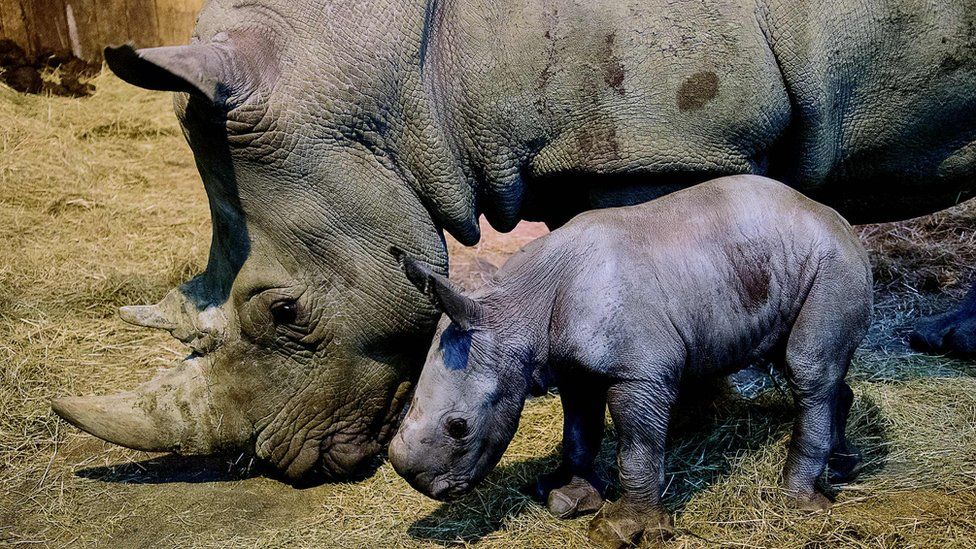 baby grey rhino next to adult