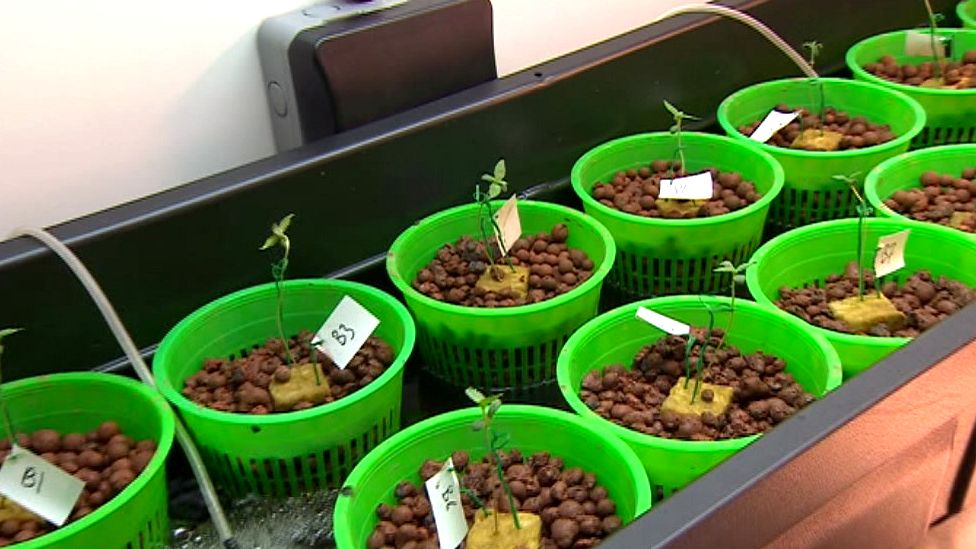 Pots containing cannabis plant seedlings at a secret site in Somerset