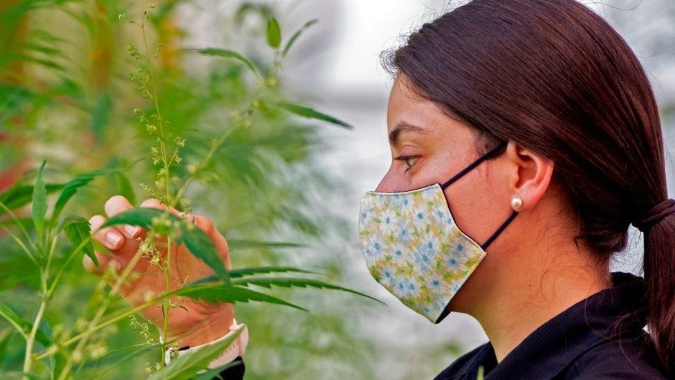 An agronomist of the Tissue Culture Laboratory of Los Diamantes Experimental Station of the Costa Rican Ministry of Agriculture, touches a plant at a cannabis plantation for medicinal use in Guapiles, Costa Rica, on December 4, 2020.