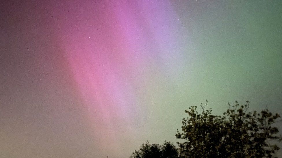 The northern lights in green and purple over trees in Alveston near Bristol