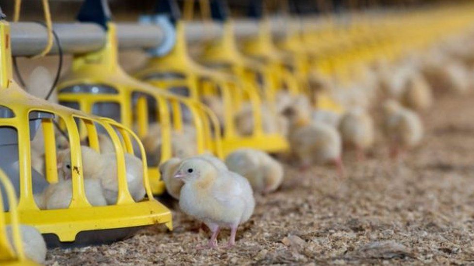 Moy Park Firm suspends Ballymena factory production BBC News