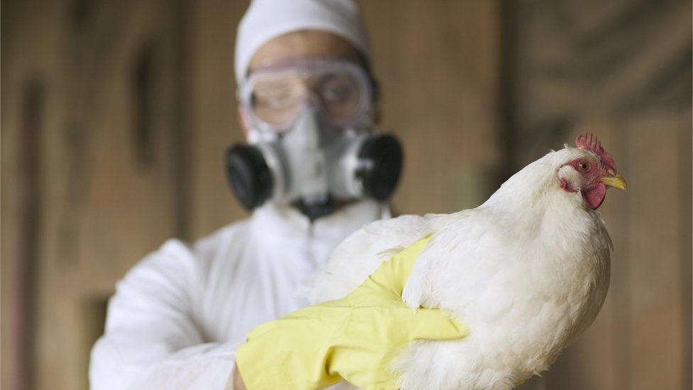 Scientist examining chicken