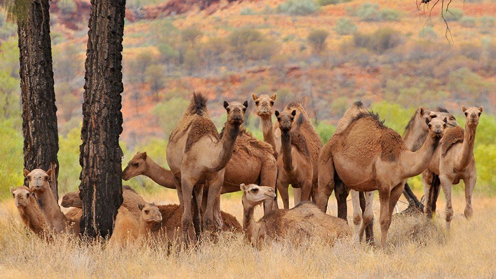 A group of feral camels in Australia