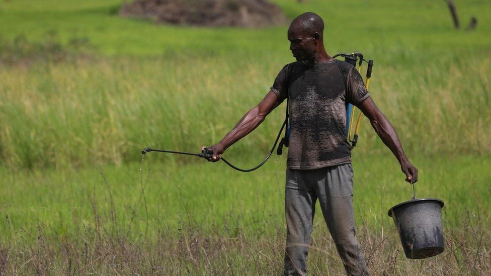 Фермер опрыскивает свою рисовую ферму в штате Бенуэ, Нигерия