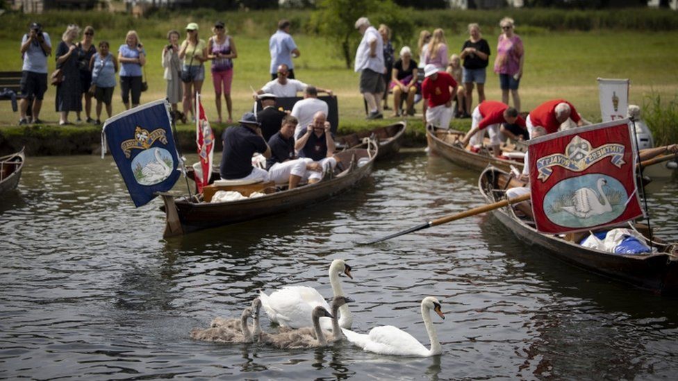 Swans and cygnets swim away after being assessed by members of the Swan Upping team on the River Thames near Henley-on-Thames