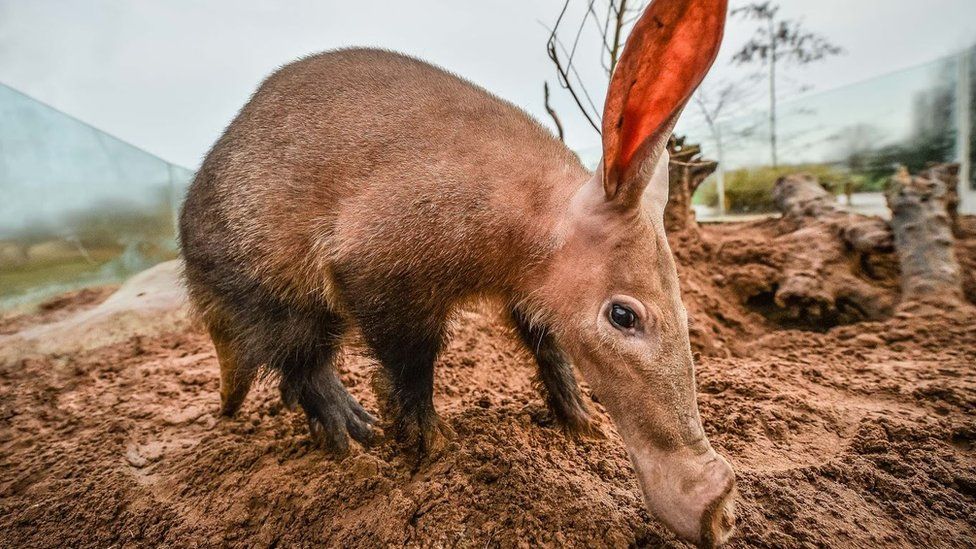 Chester Zoo stock take under way - BBC News