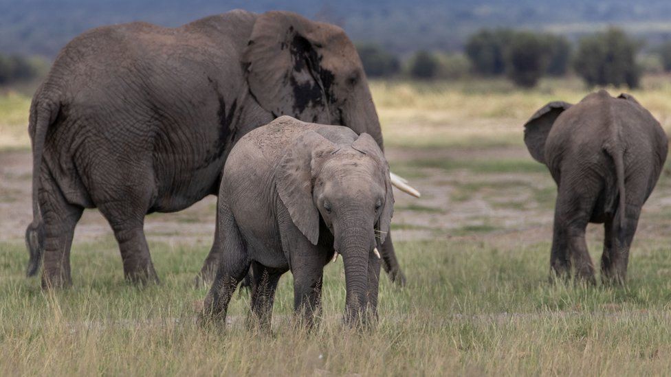 Good wildlife news from 2020! - BBC Newsround