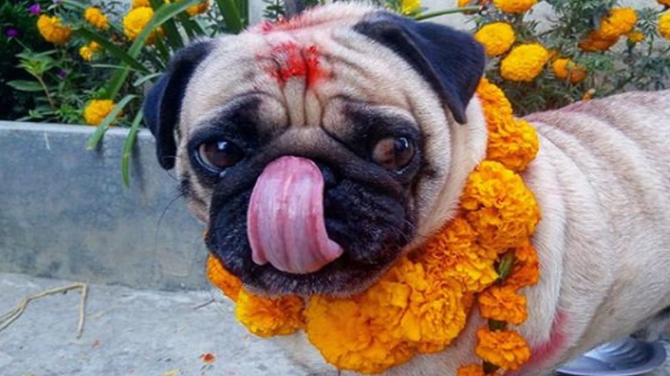 Nepal festival celebrates 'day of the dogs' BBC News