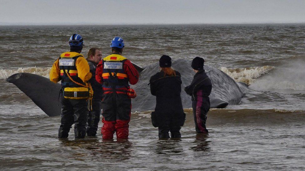 Rescue workers with stranded whale