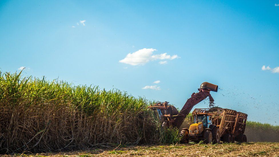 Sugar cane being harvested in Brazil