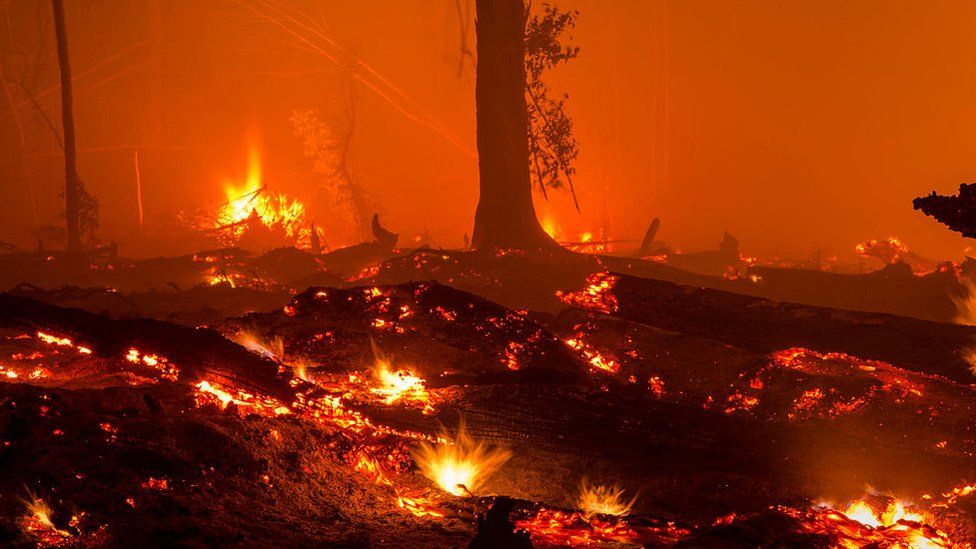 Berita Kebakaran Hutan Di Riau Dalam Bahasa  Sunda Gue Viral