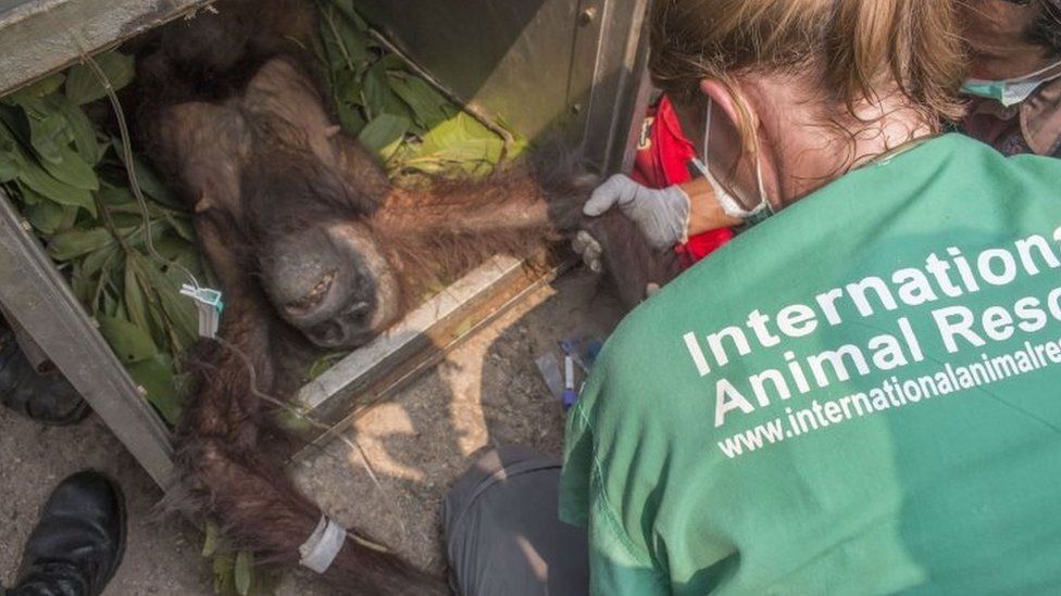 International Animal Rescue staff rescue a malnourished orangutan in the village of Kuala Satong in West Kalimantan province (14 October 2015)
