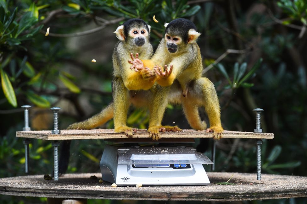 Squirrel monkeys on scales