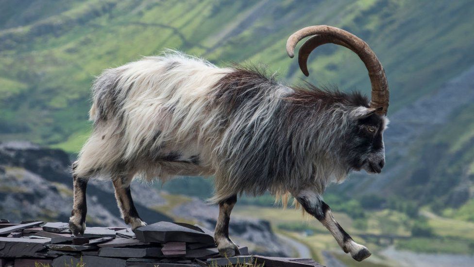 Wild goat in Snowdonia