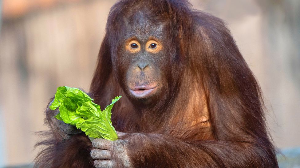 Un orango allo zoo di Colchester