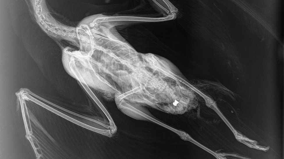 Dead gull x-ray